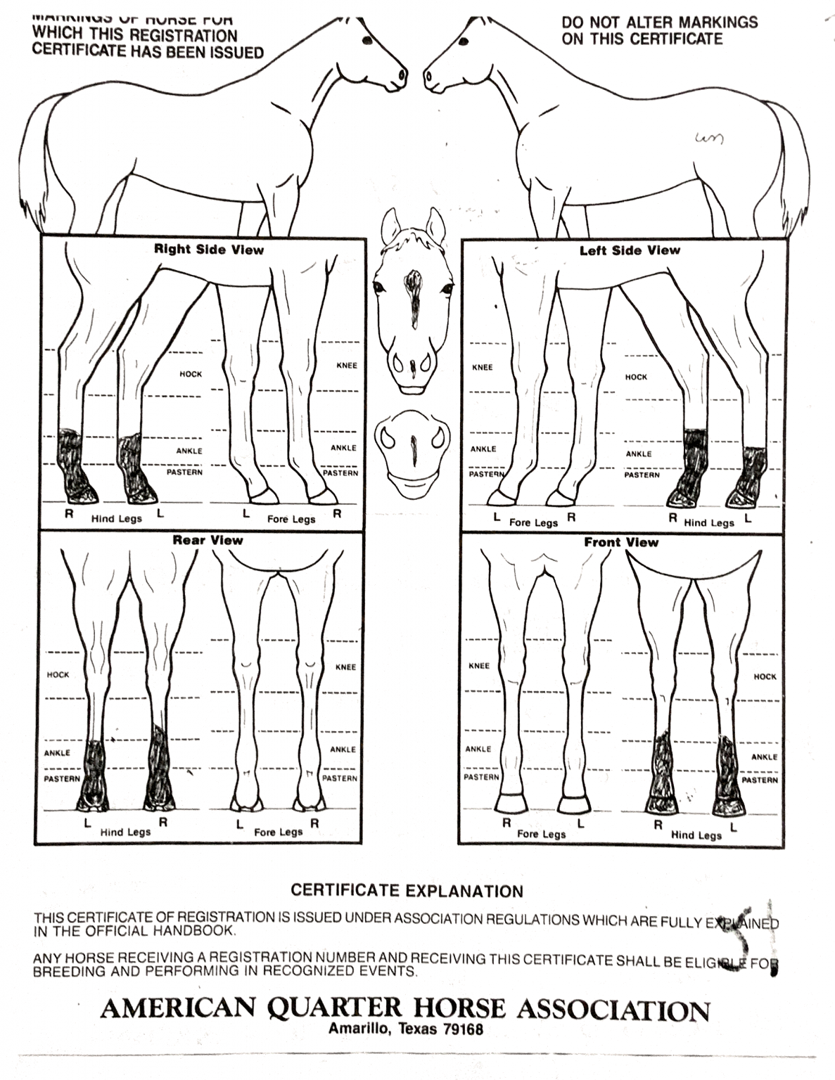 Registration Papers Wade Miller’s Quarter Horses