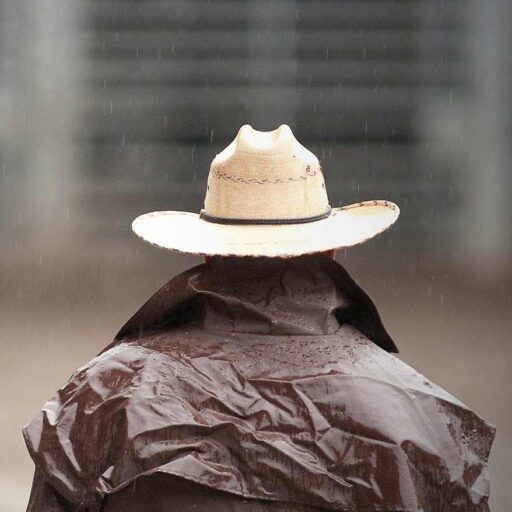 Wade Miller Quarterhorses